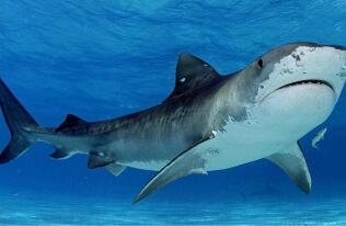 鲨鱼最怕什么颜色，鲨鱼对黄色有惊人的恐惧和逃避反应