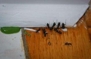 家里有蚂蚁怎么能彻底消灭，封堵入口/保持家里干净卫生