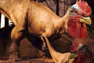鸡的祖先是恐龙吗，鸡的确确实实是恐龙的后代