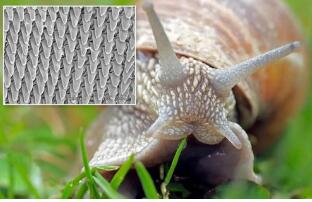蜗牛有多少颗牙齿，小小的嘴巴里面有26000颗牙齿