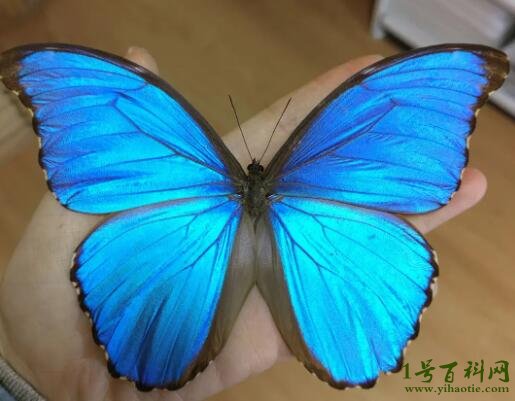 世界上最美丽的蝴蝶图片,光明女神蝶/透翅蝶你觉得哪个更美 — 1号