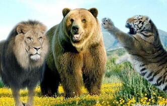 动物界中的四大猛兽指什么动物，狮子/老虎/豹子/熊